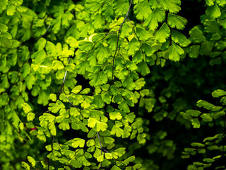 Obraz premium black maidenhair fern or maidenhair fern plant, Green nature leaves background.