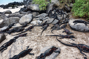 Marine Iguana ( Amblyrhynchus cristatus) a species of Iguana only found on the Galapagos Islands.