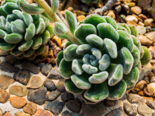 Echeveria 'Doris Taylor', Beautiful succulent plant