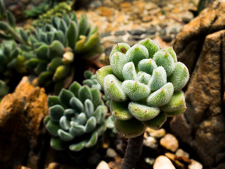 Echeveria 'Doris Taylor', Beautiful succulent plant