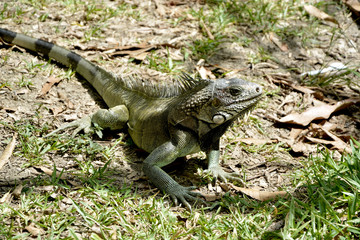 Iguana silvestre
