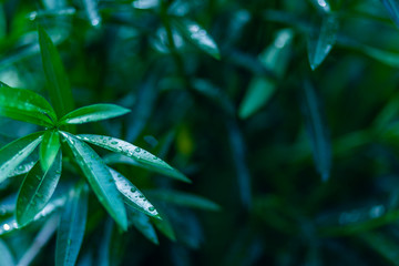 green leaf left focus background water drops