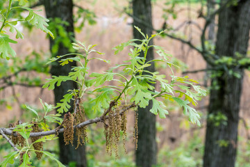fresh oak leaves growing on branch in springtime