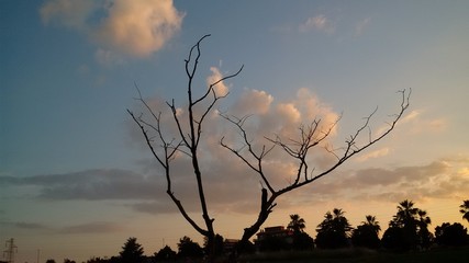 Silhouette di albero  spoglio