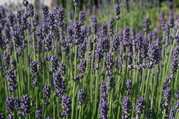 Obraz premium Lavender