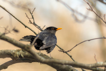 portrait of a curious blackbird