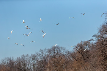 flock of seagulls