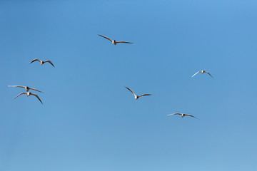 flock of seagulls in flight