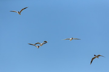 flight against the sky