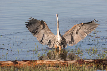 Great blue heron