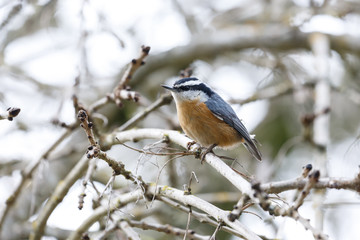 Naklejka premium Red breasted nuthatch