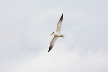 Flying Caspian Tern
