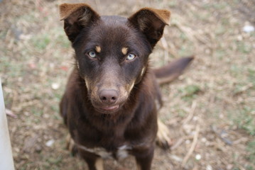 Kevin the Kelpie face