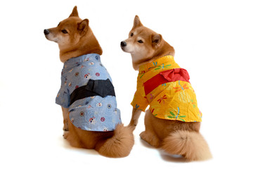 柴犬・浴衣・着物
