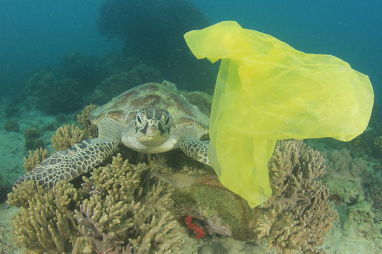 Plastic bag pollution of ocean and sea turtle