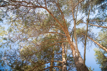 Tall pine tree tops against blue sky