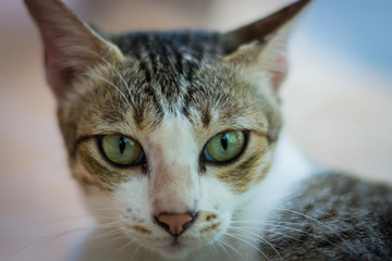 ิbeauty full cat thai