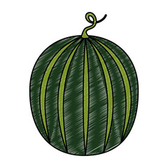 fresh watermelon fruit icon vector illustration design