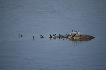 Smal island with birds in Stockholm archipelago an early summer morning day with a tranquil sea and blue sky