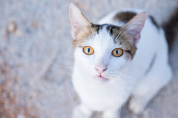 ิbeauty full cat thai