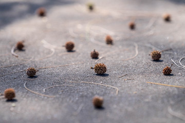 Casuarina equisetifolia fruits, Casuarina cones, dry brown seeds on concrete floor