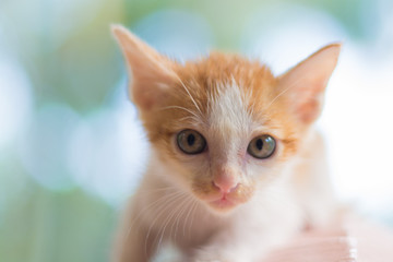 ิbeauty full cat thai