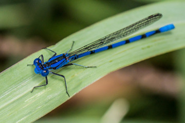 Blue dragonfly closeup