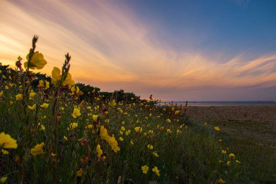 Evening Primrose at the Beach