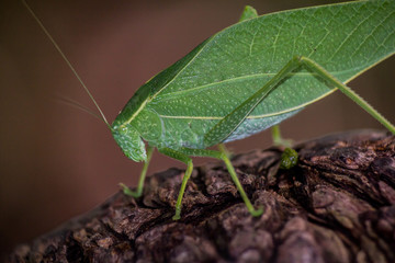 Katydid green leaf bug