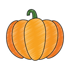 fresh pumpkin vegetarian food vector illustration design