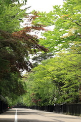 角館　武家屋敷　新緑　5月