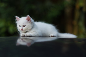 ิbeauty full cat thai