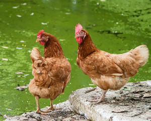 Close up hen.