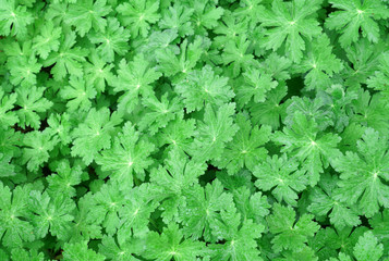 close up on green leaves background