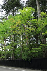 角館　武家屋敷　新緑