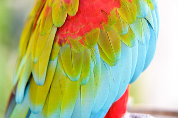 Fototapeta premium Close-up of Colorful feather Scarlet Macaw, exotic nature background and texture