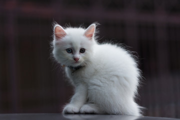 Fototapeta premium ิbeauty full cat thai