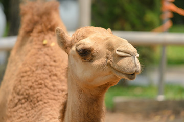 head shot of camel