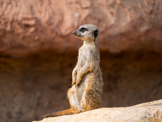 Suricate