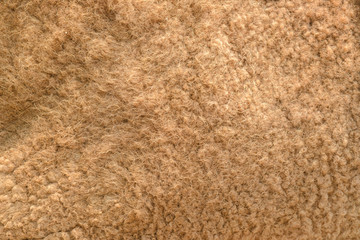 close-up Camel fur - natural texture