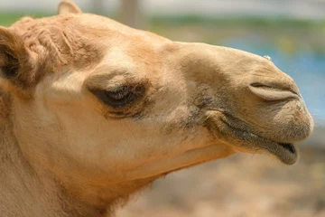 Crédence de cuisine en verre imprimé Chameau head shot of camel