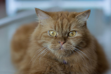 ิbeauty full cat thai