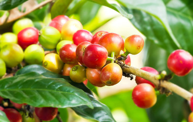Obraz premium Close up of arabica coffee tree with ripe and raw coffee berries on the branch at plantation