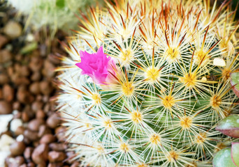 Close up of Pink cactus flower is blossom in the botanic garden