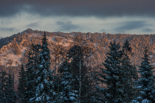 Fototapeta Snow-covered forest in the mountains at dawn.