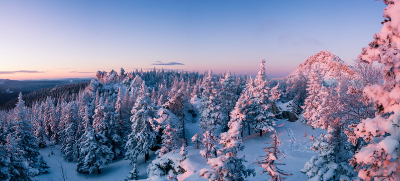 Fototapeta Snow-covered forest in the mountains at dawn.