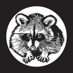Raccoon - realistic graphic vector illustration.
Black and white portrait in style of engraving, isolated on a white circle, design element for logo or template. Cute animal of North America. 