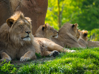Lion