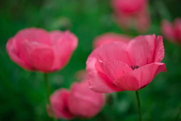 fresh beautiful pink poppies on green field
