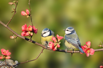 two cute colorful birds perched on a peach-tree in blossom